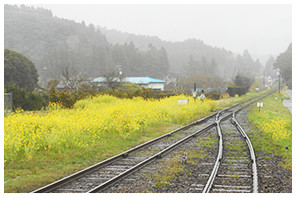 Rape flowers